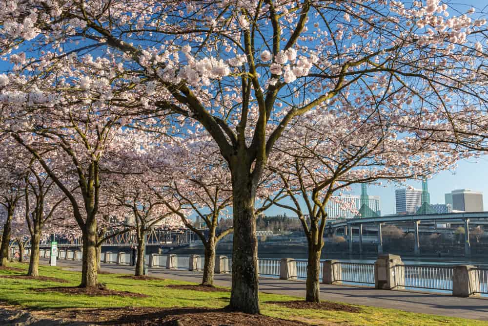 Tom McCall Waterfront Park