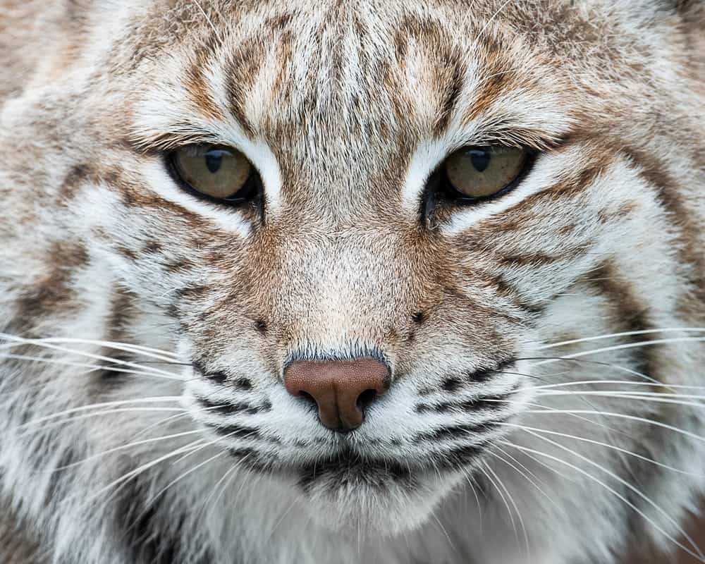 Bobcat