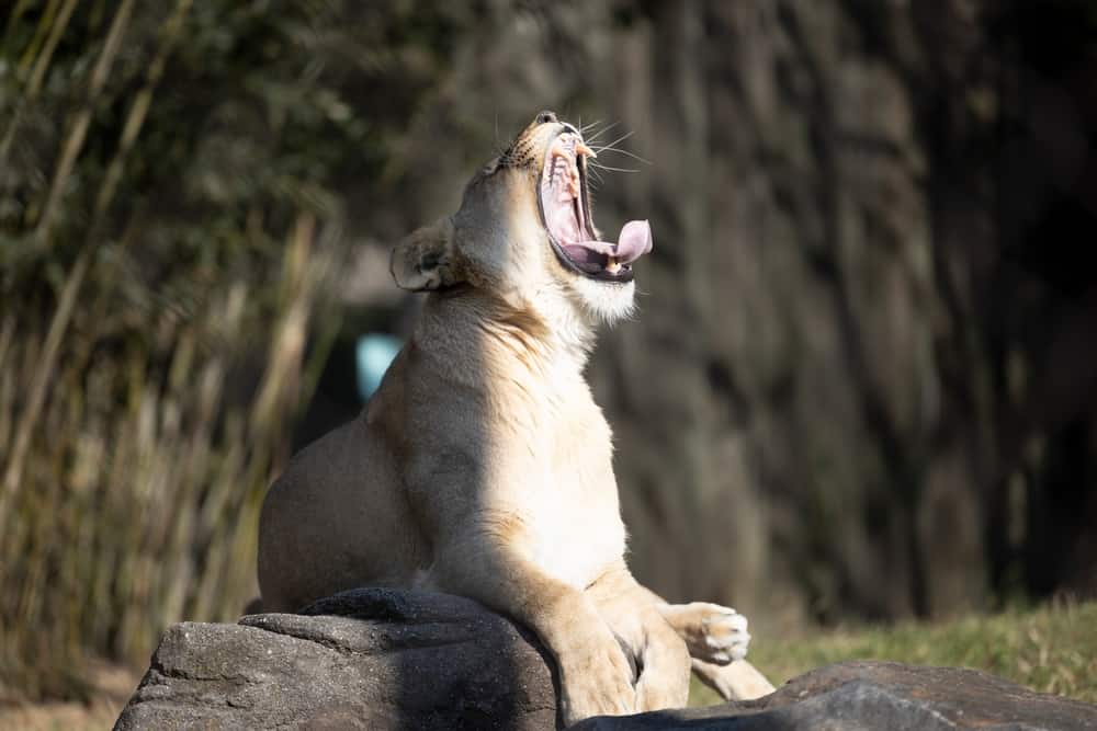 Maryland Zoo
