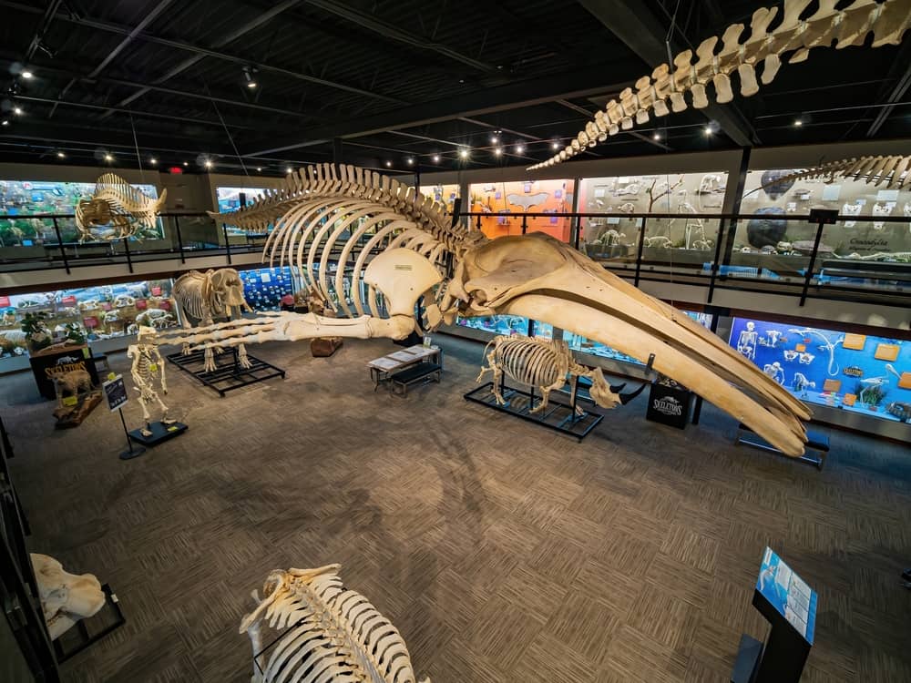 Museum Of Osteology