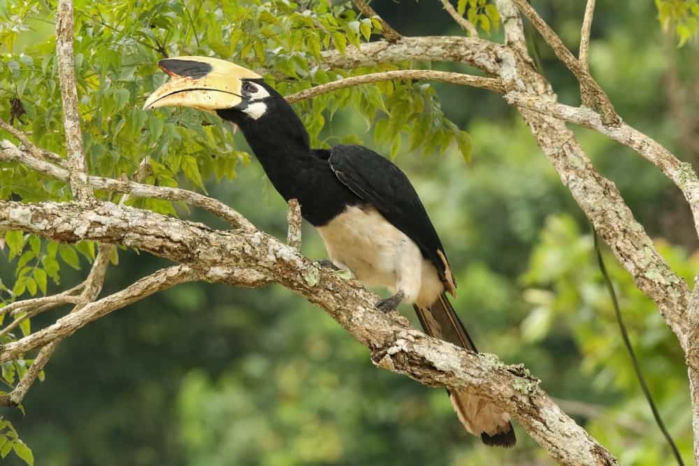 Oriental Hornbill