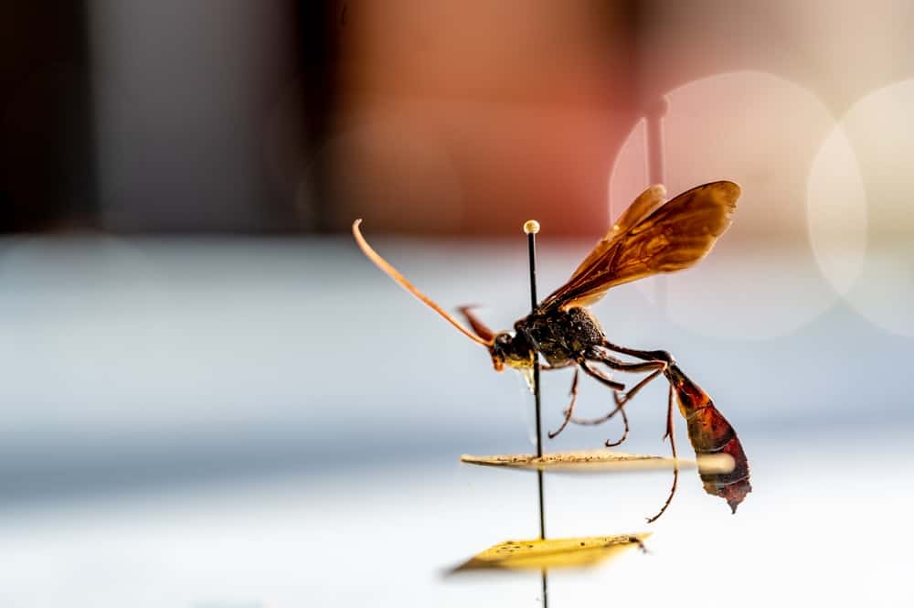 Entomology