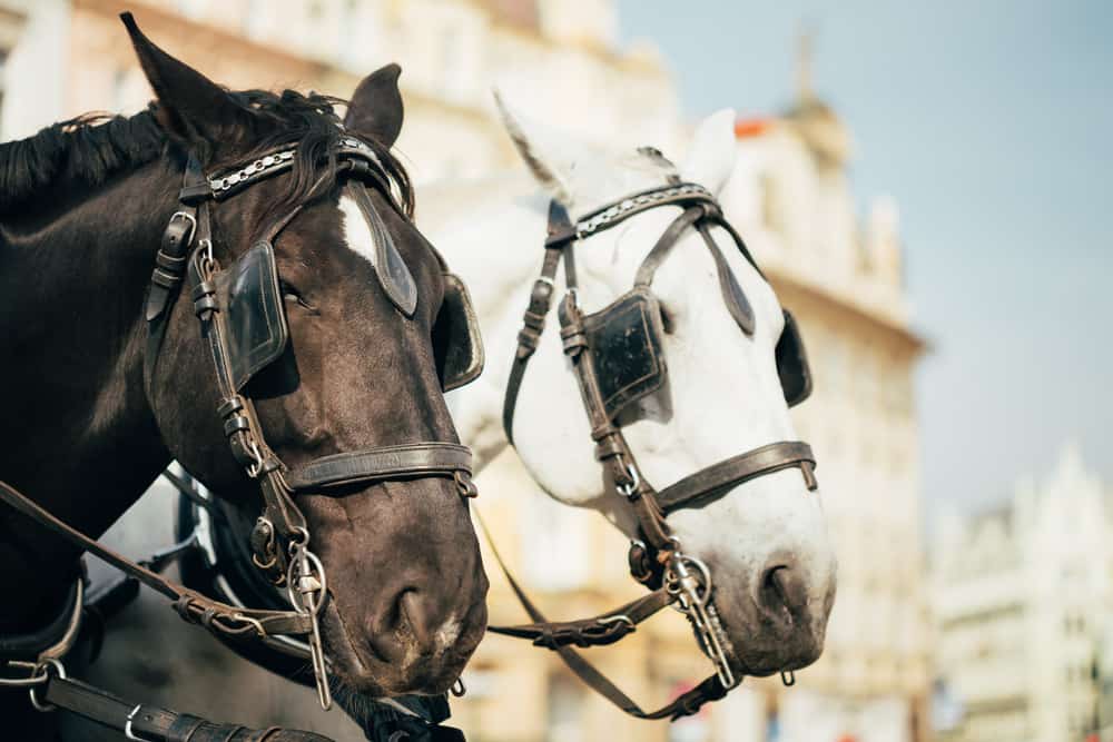 Horse Drawn Carriage Ride