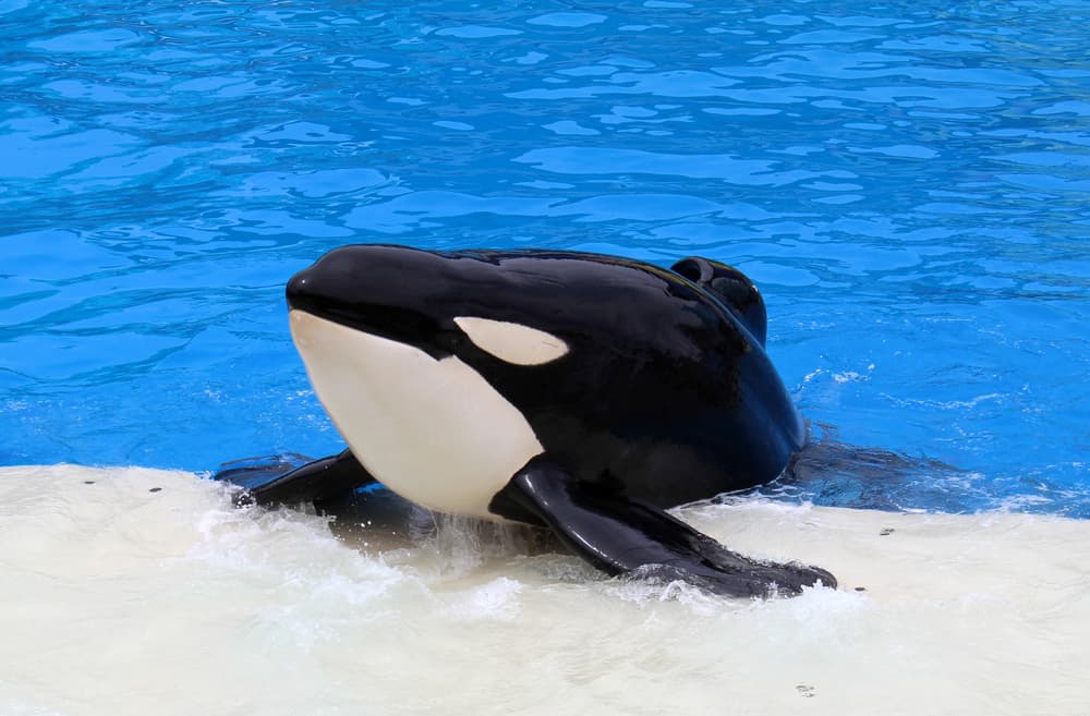 Seaworld