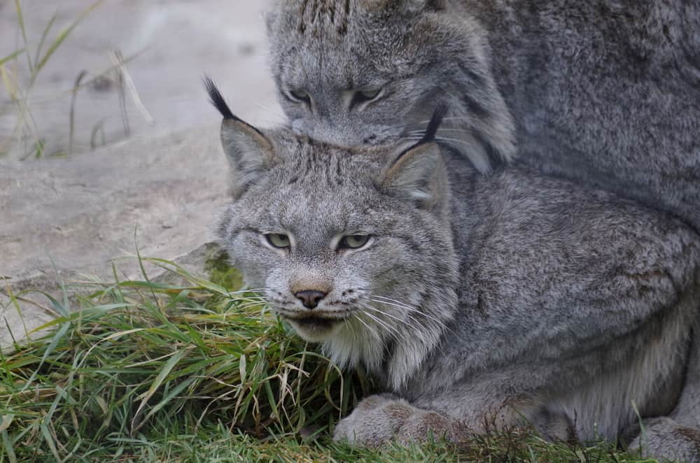 Saskatoon Forest Park & Zoo