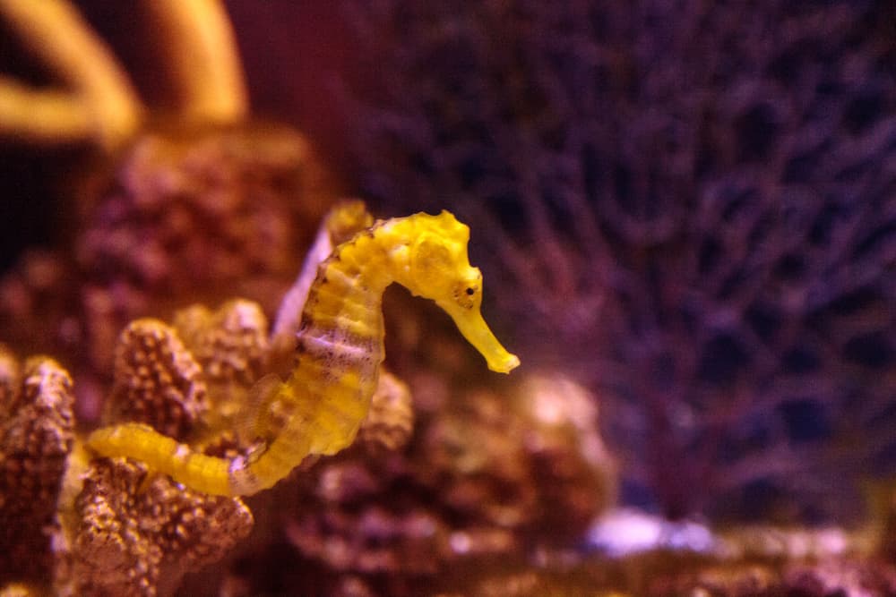 Lined Seahorse