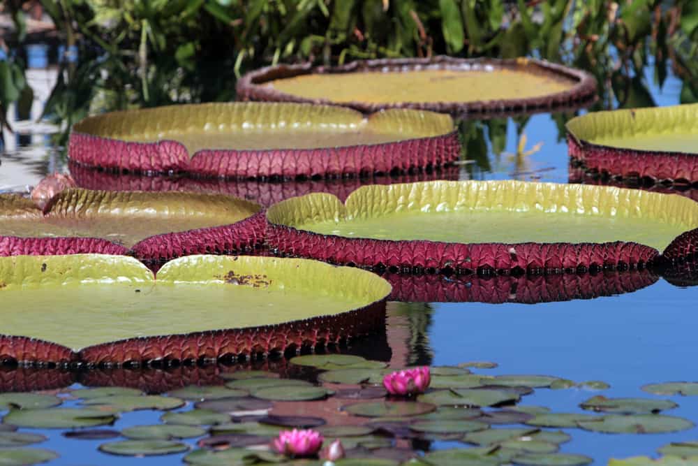 Huntsville Botanical Garden