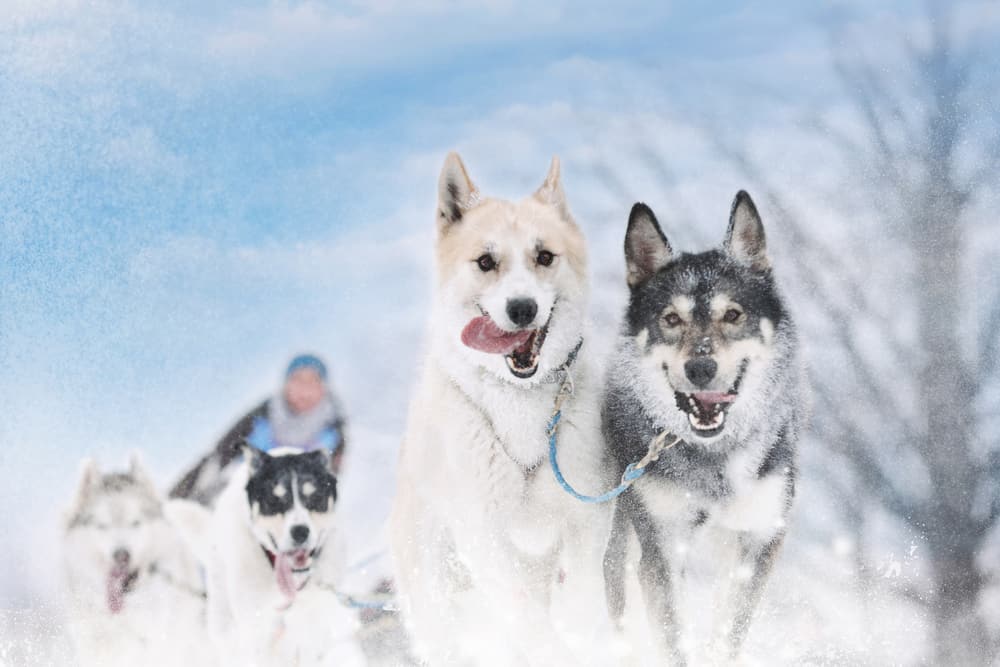 Dogsledding