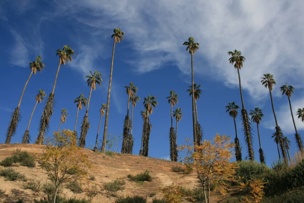 California Citrus State Historic Park