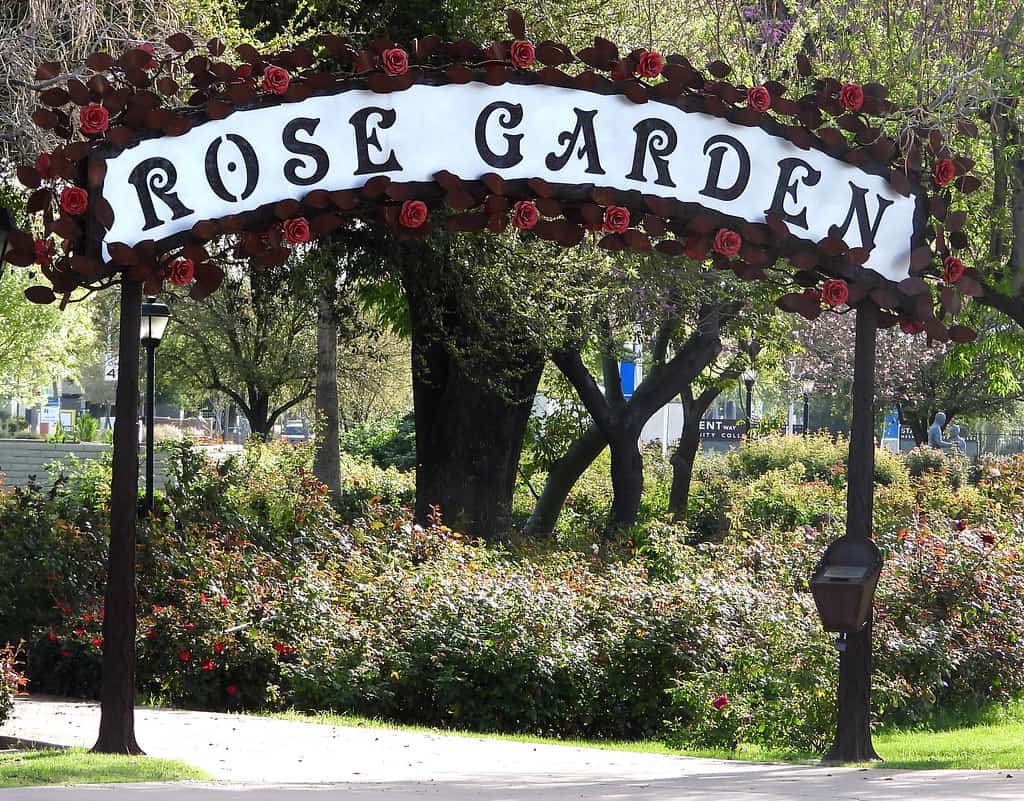 Mesa Community College Rose Garden