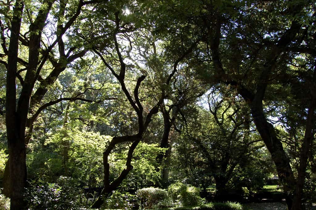 Micke Grove Park