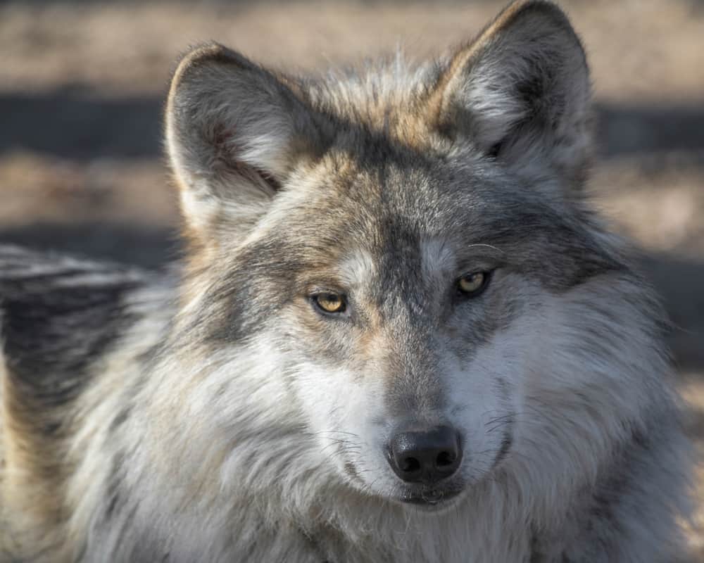 Mexican Gray Wolf