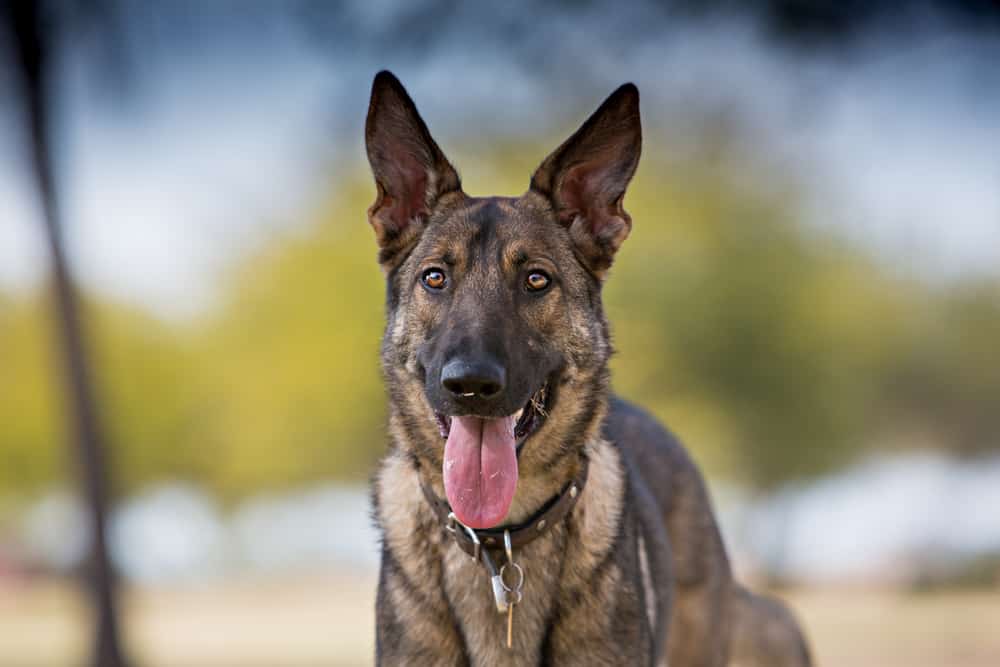 Dog Park