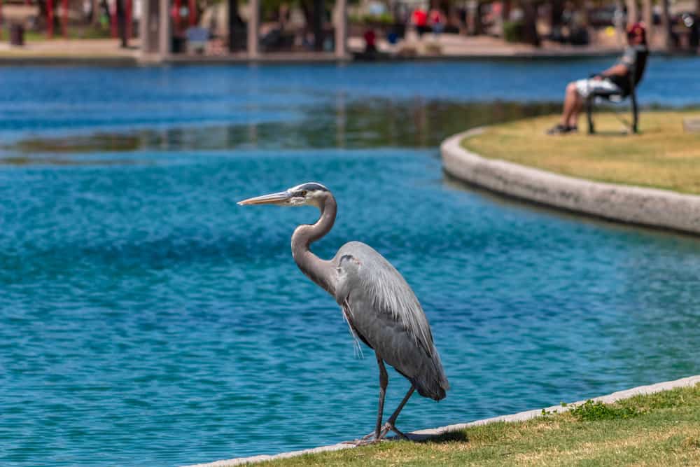 Fishing in Chandler