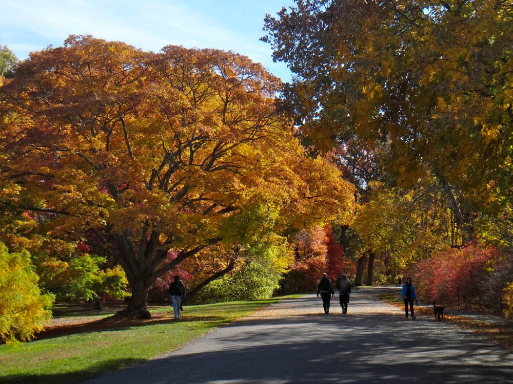 Arnold Arboretum