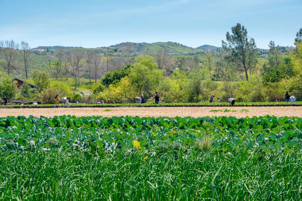 Tanaka Farm