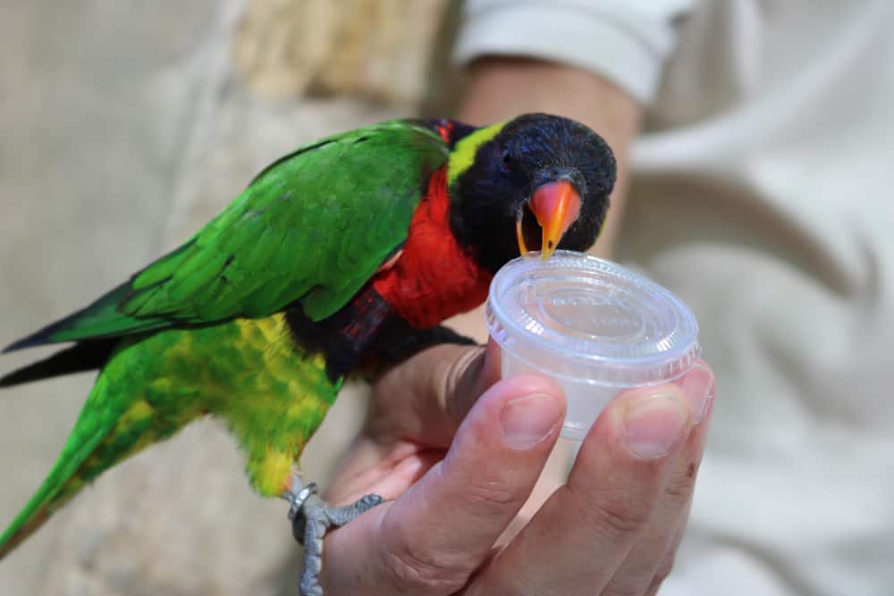 San Antonio Zoo