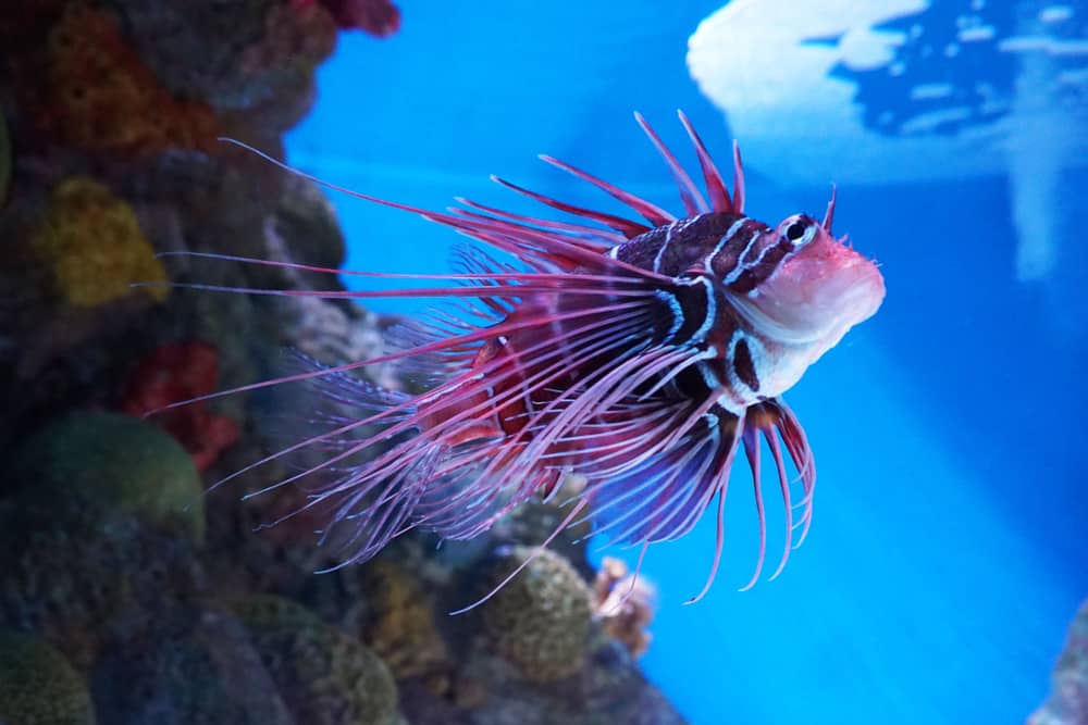 New England Aquarium