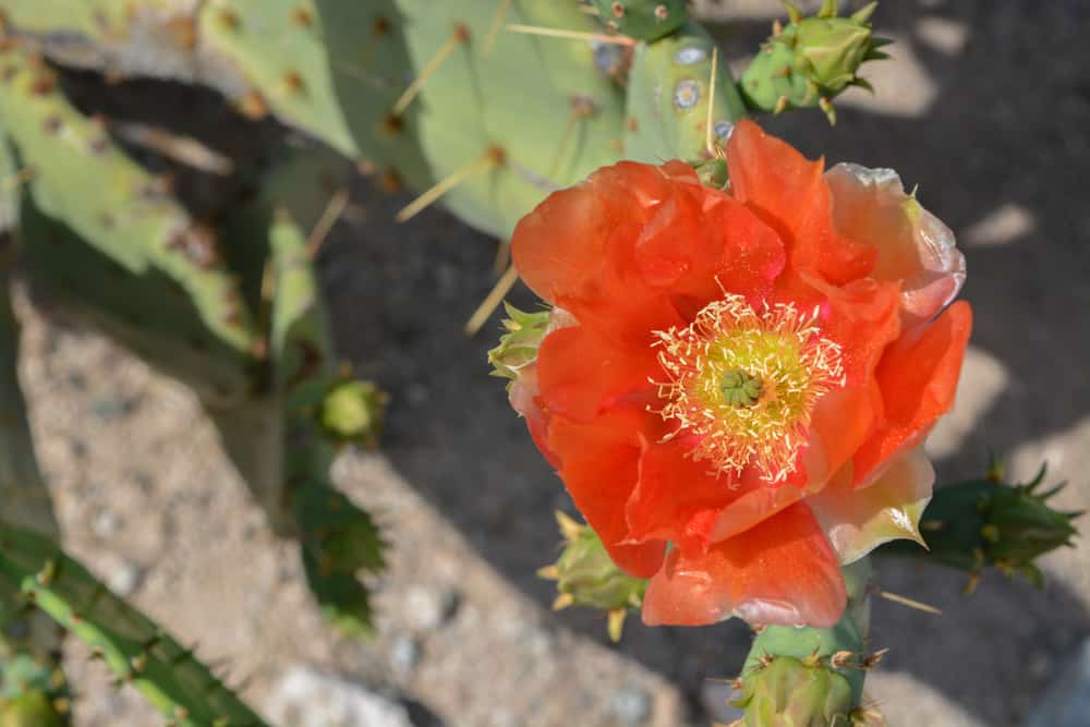 Xeriscape Botanical Gardens