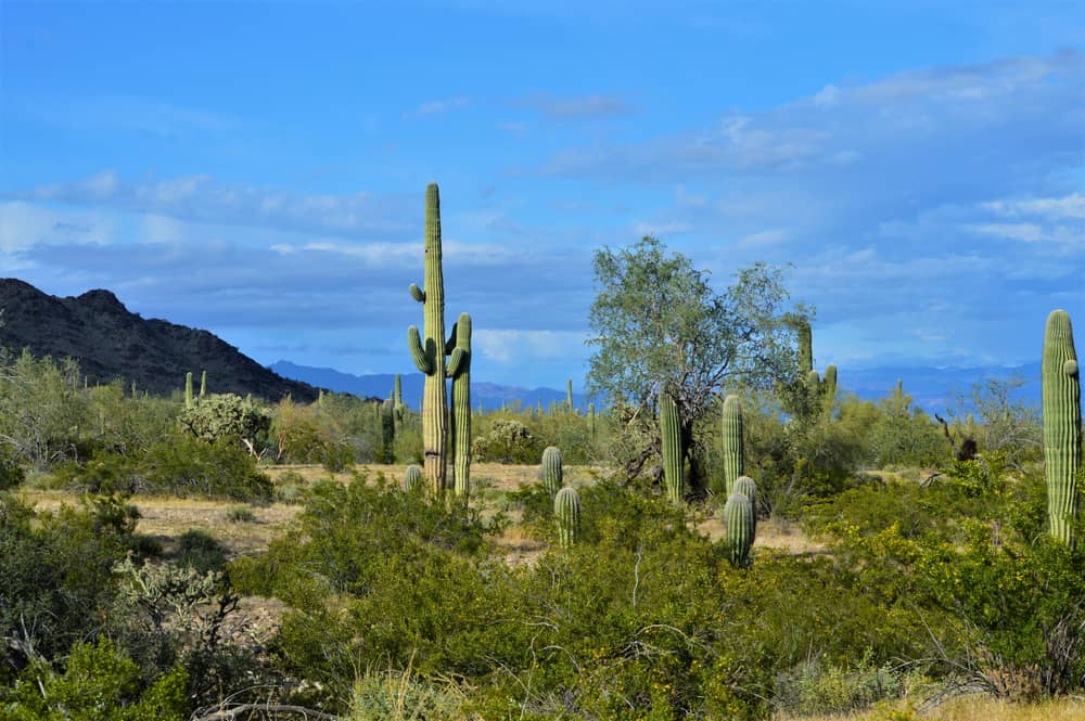 San Tan Mountain Regional Park