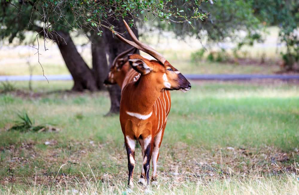 Natural Bridge Wildlife Ranch