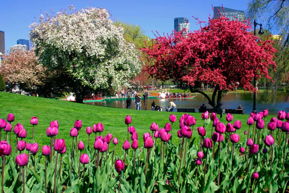 Boston Public Garden