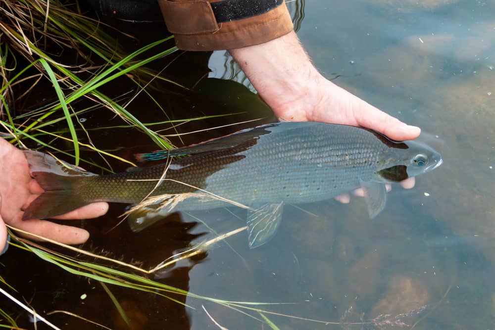 Arctic Grayling