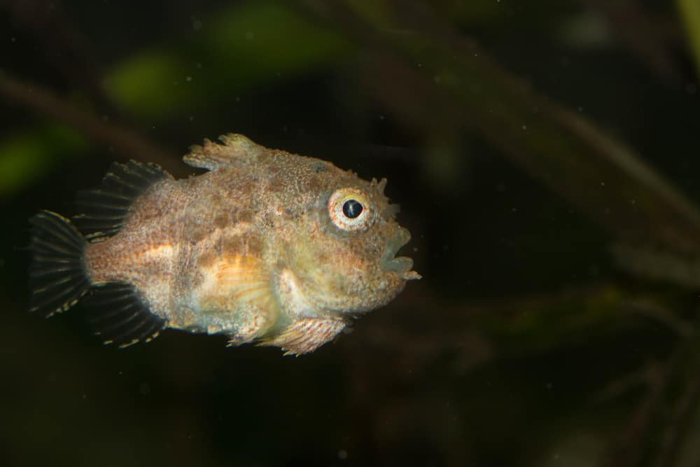 Pacific Spiny Lumpsucker
