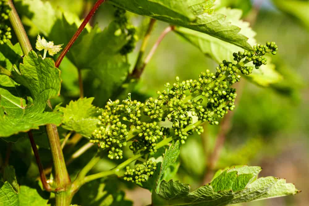Vranec Grapes in Beginning Stage of Growth