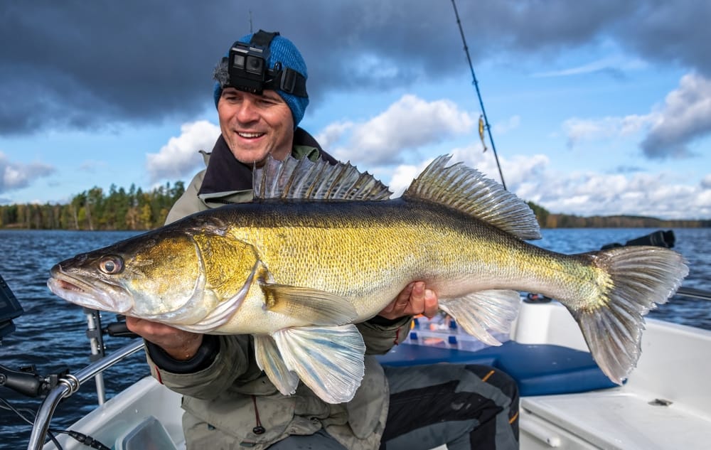Walleye Fishing