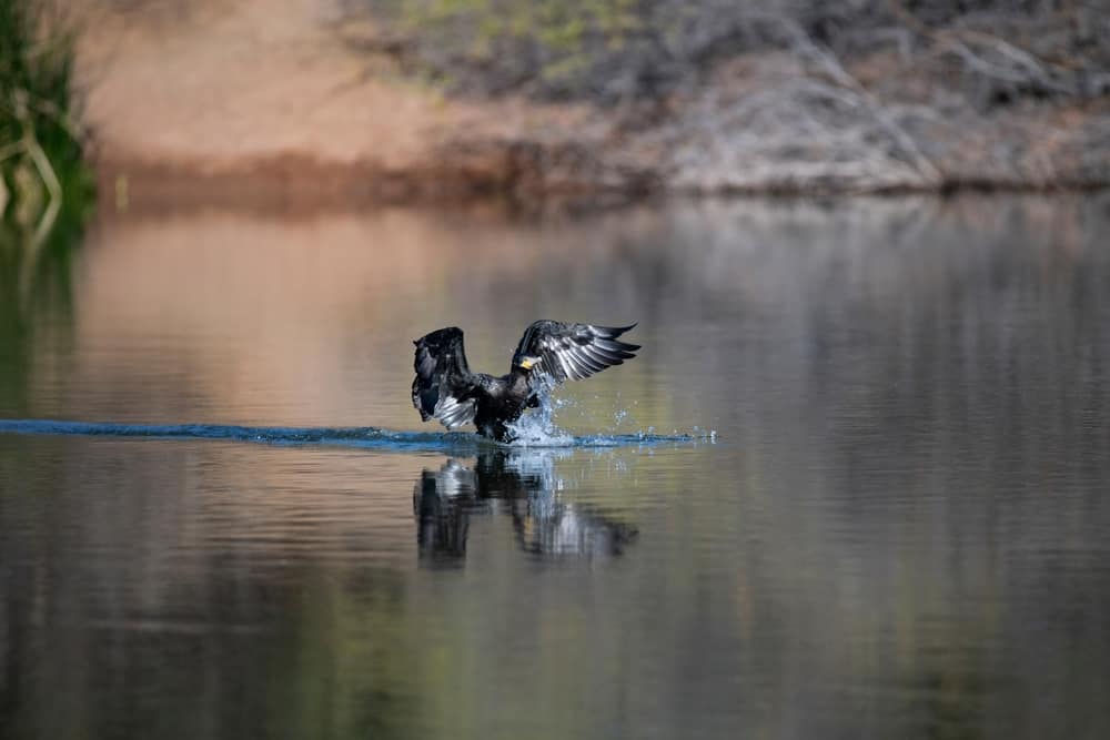 Riparian Preserve at Water Ranch