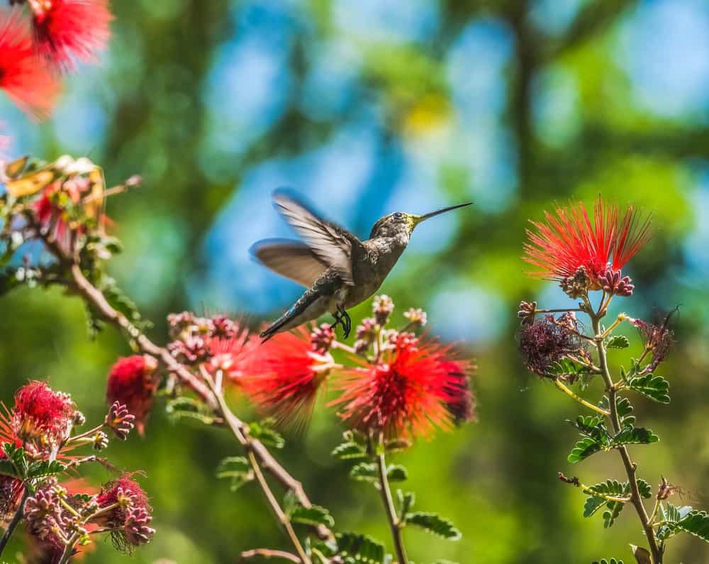 Tucson Botanical Garden