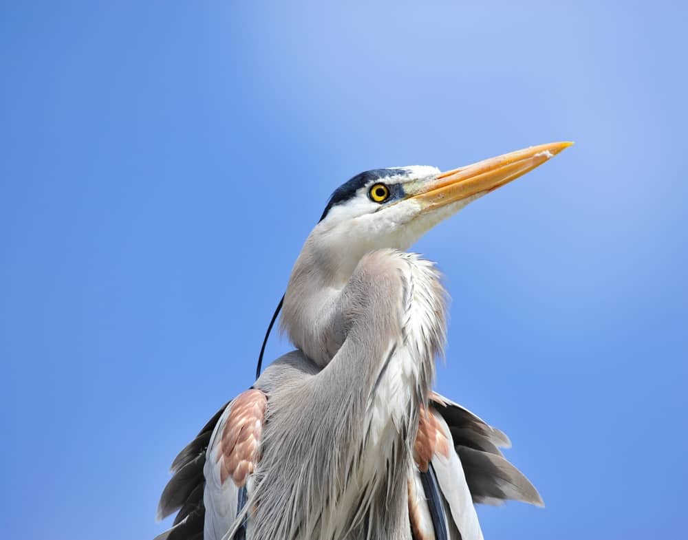 Great Blue Heron, Veterans Oasis Park