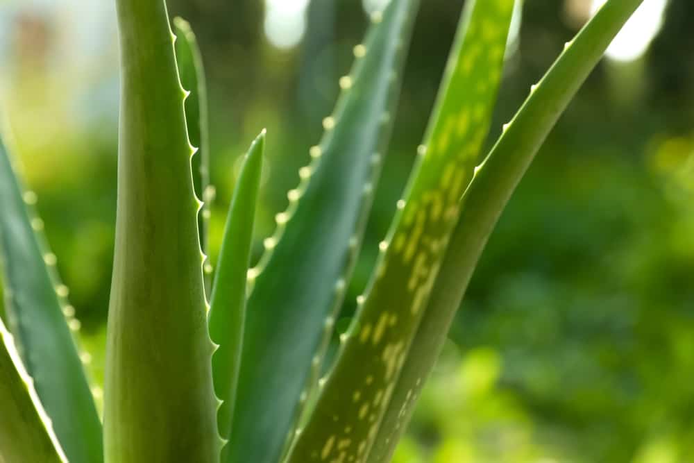 Aloe Vera