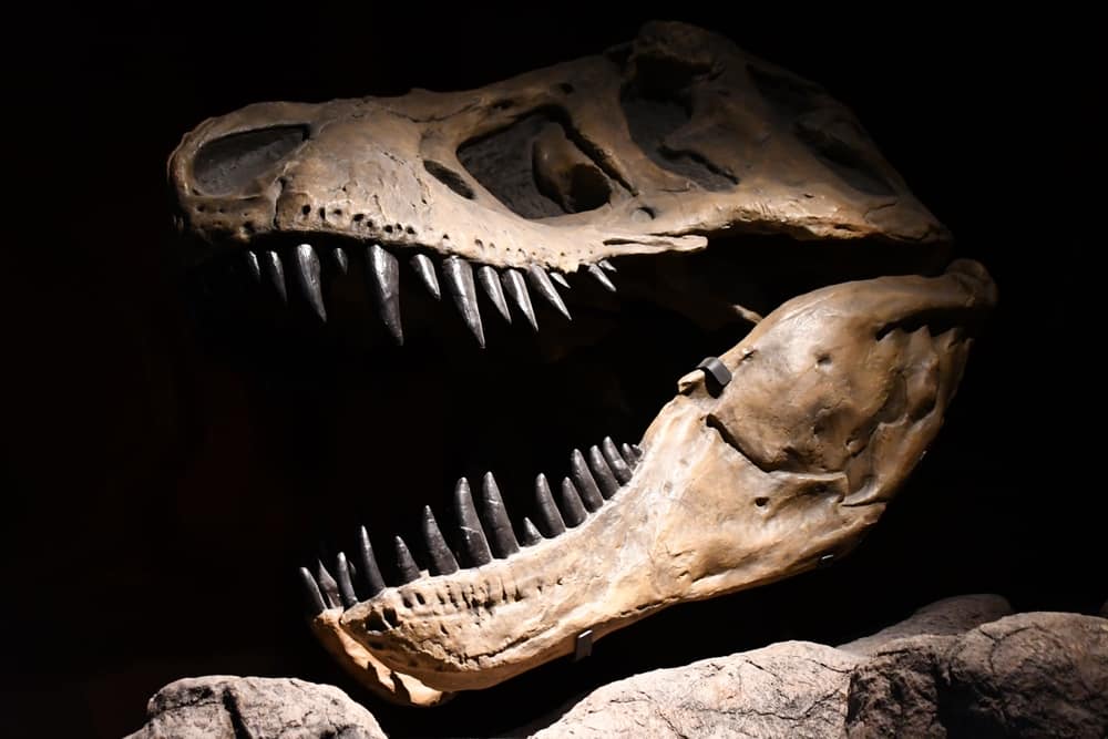 New Mexico Museum Of Natural History And Science