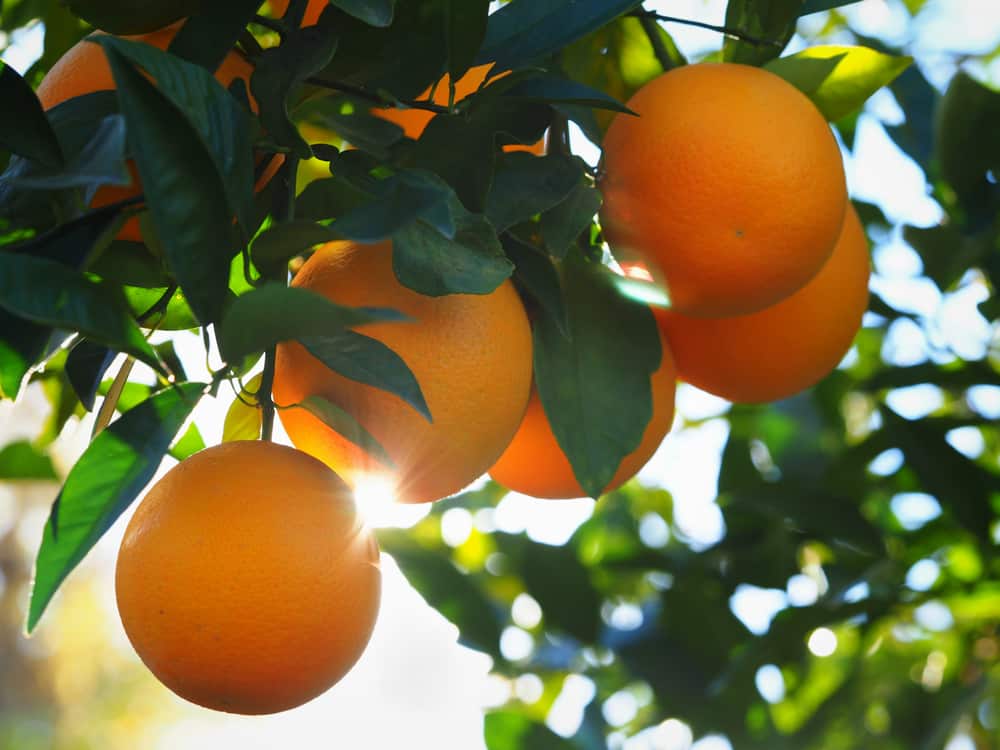 Oranges