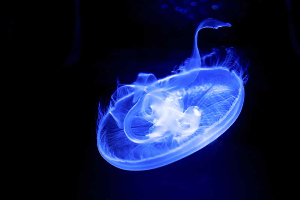 Albuquerque Aquarium