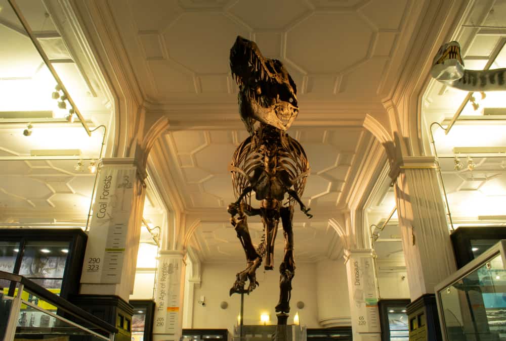 Manchester Museum