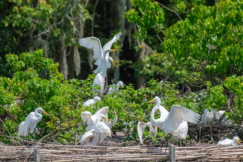 Avery Island bird sanctuary