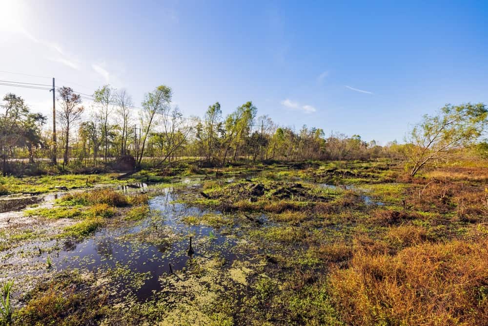 Bayou Sauvage National Wildlife Refuge