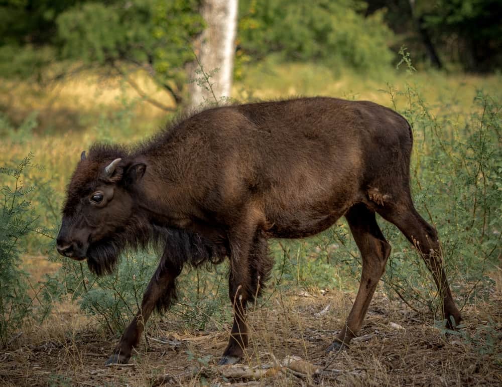 Fort Worth Nature Center