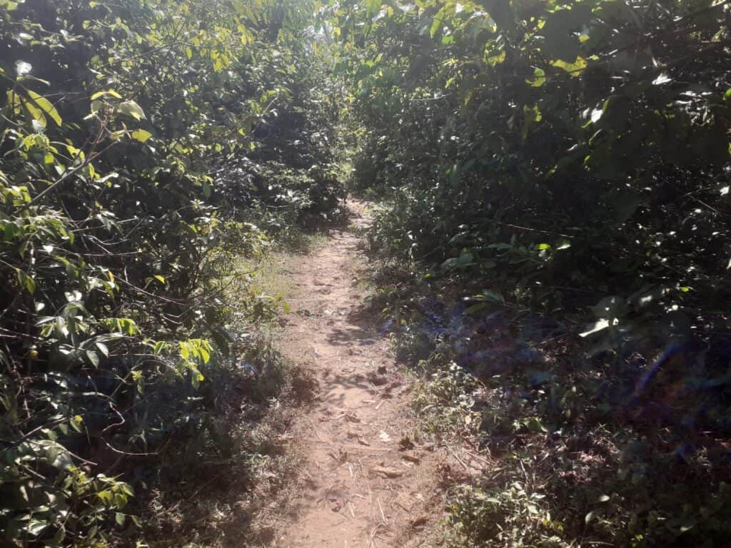 Kigwena Natural Forest