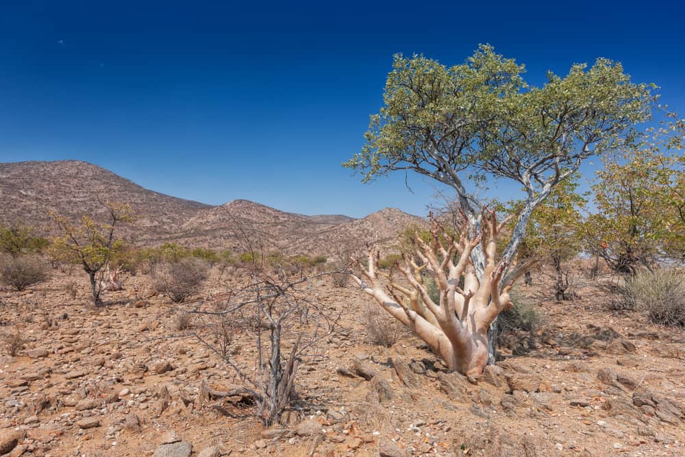 Iona National Park