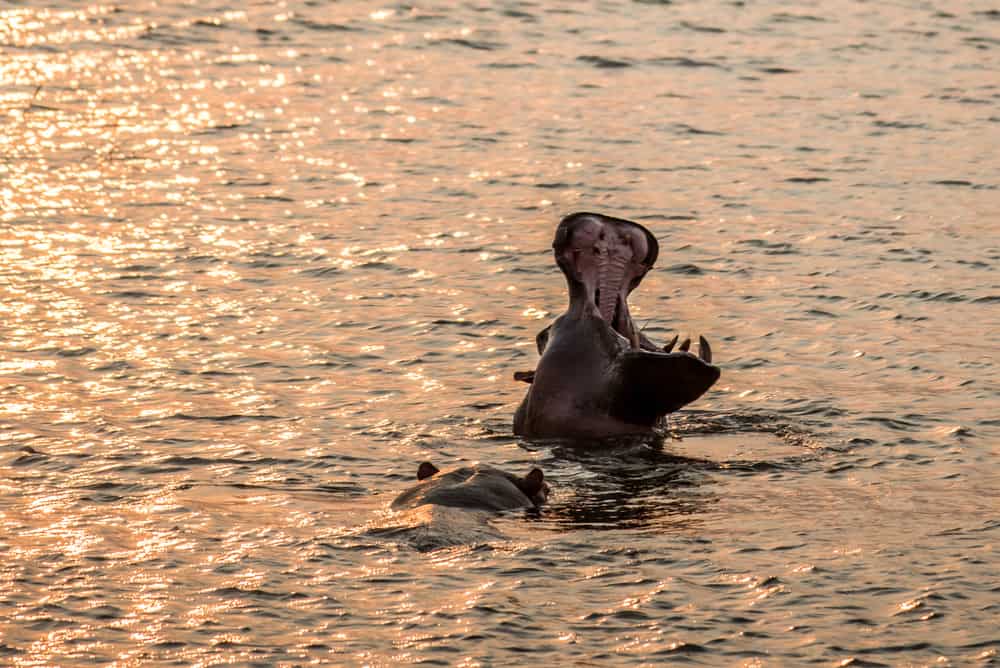 Ruvubu National Park
