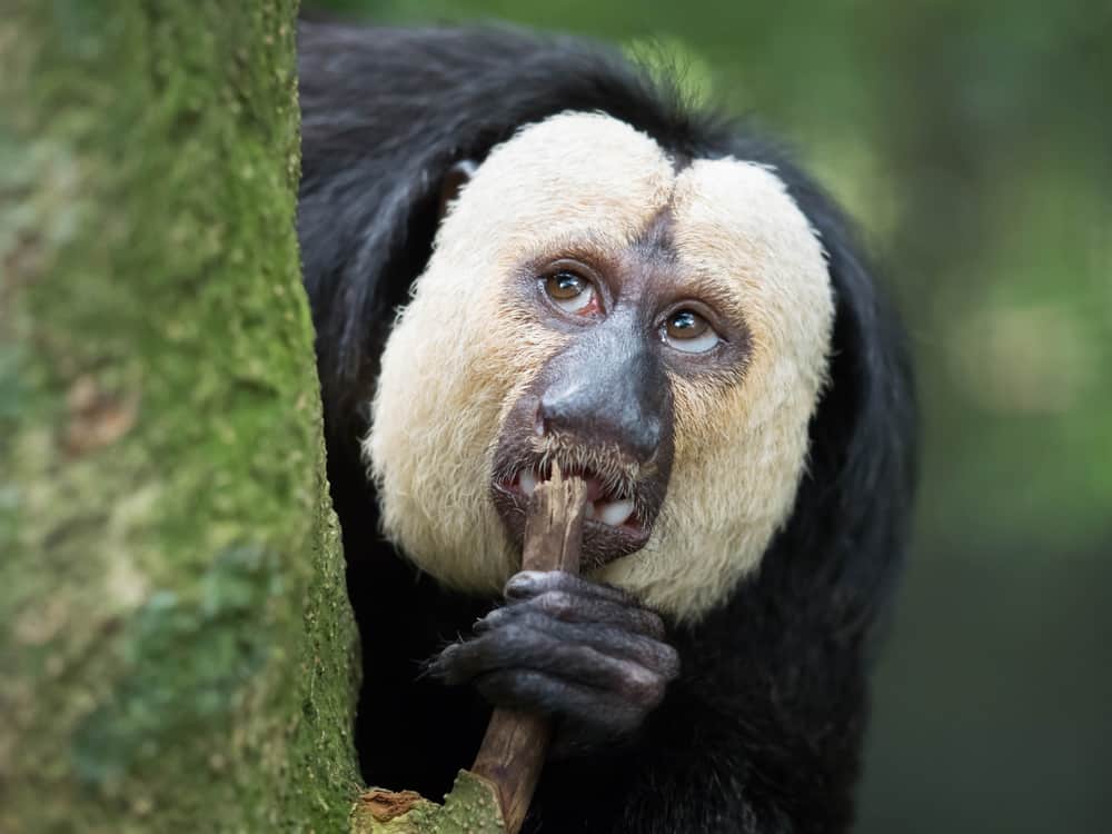 Saki Monkey