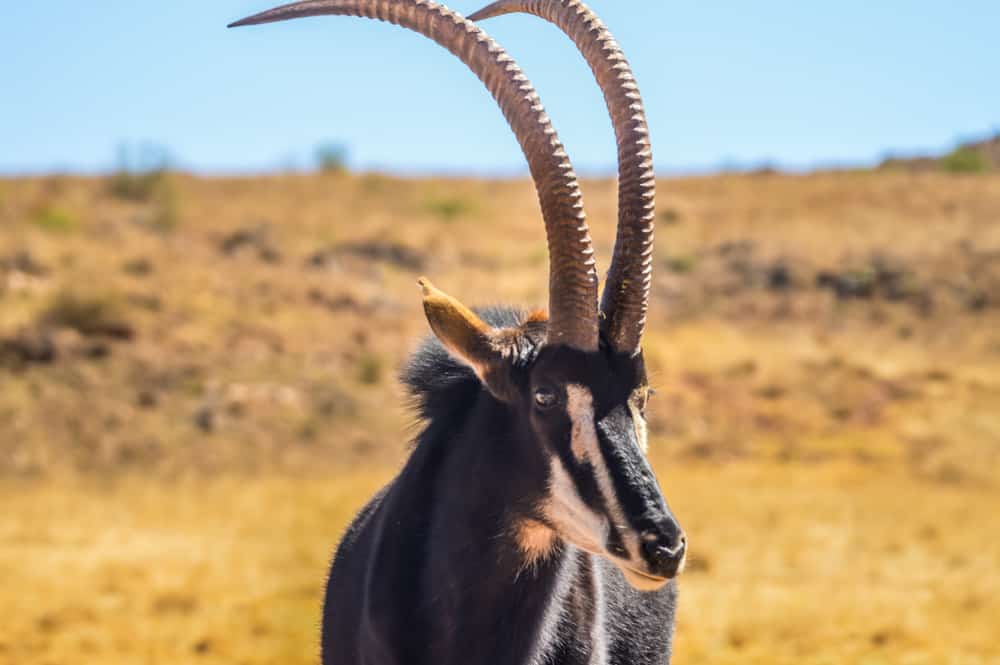 Giant Sable Antelope