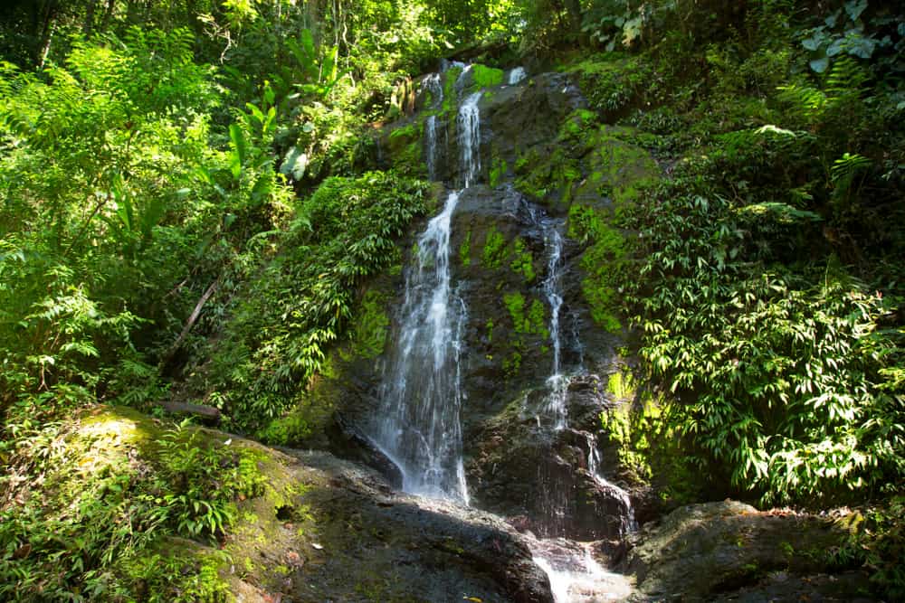 Brownsberg Nature Park