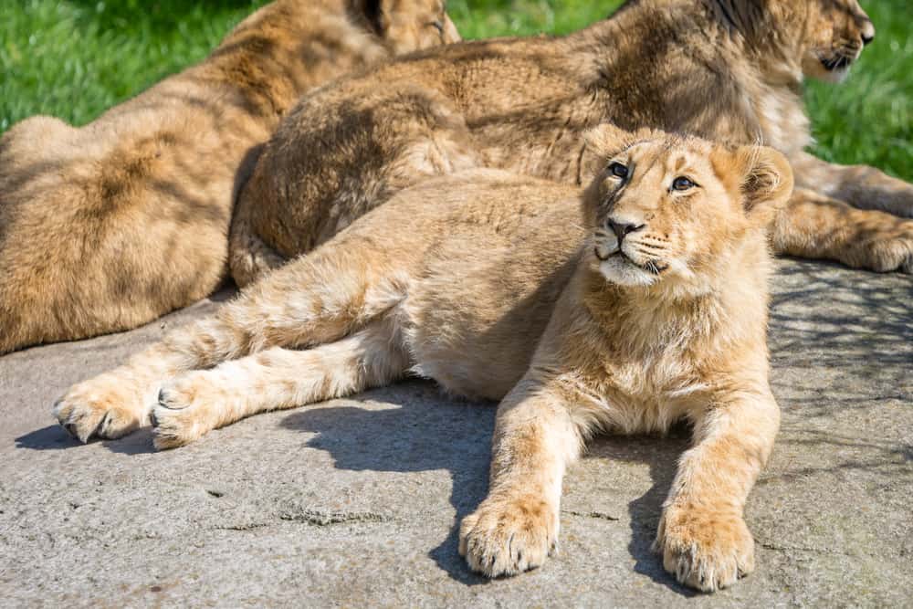 Bristol Zoo