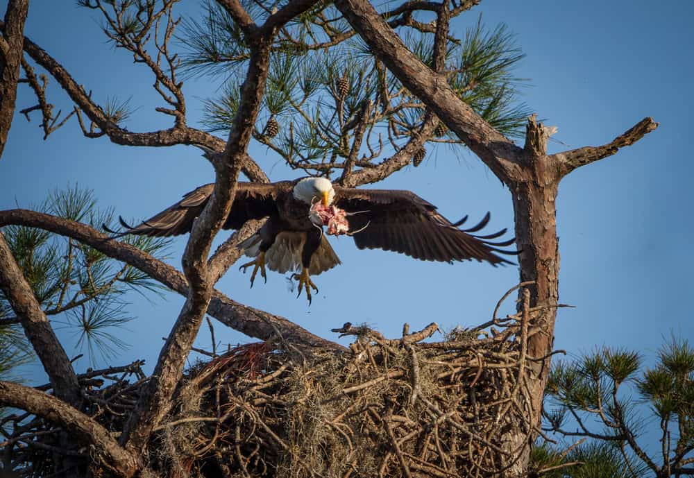 Bald Eagle