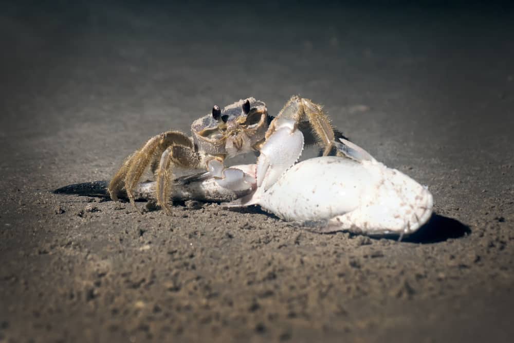Ghost Crab